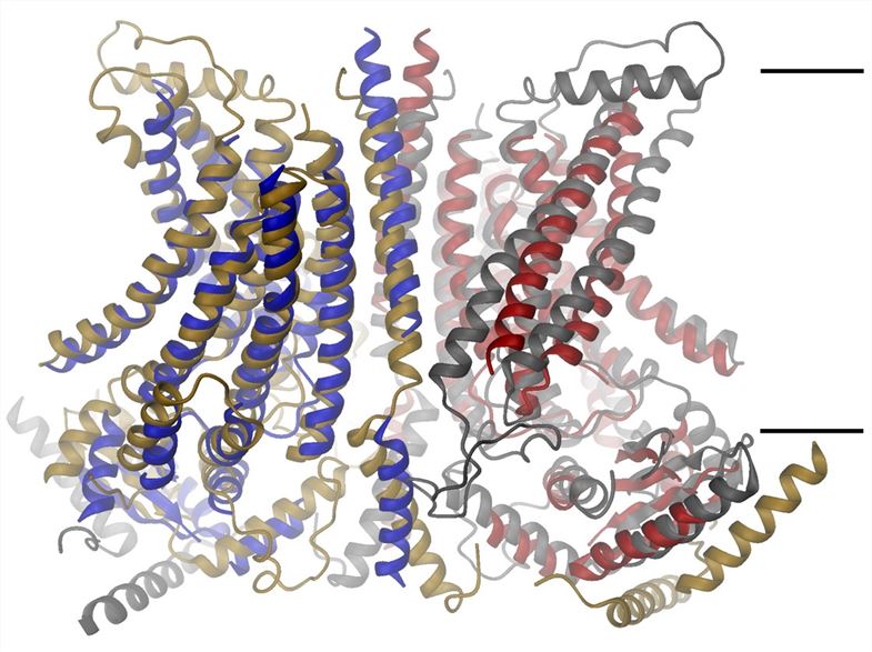 Fig.1 Proposed structure of ANO4 membrane protein