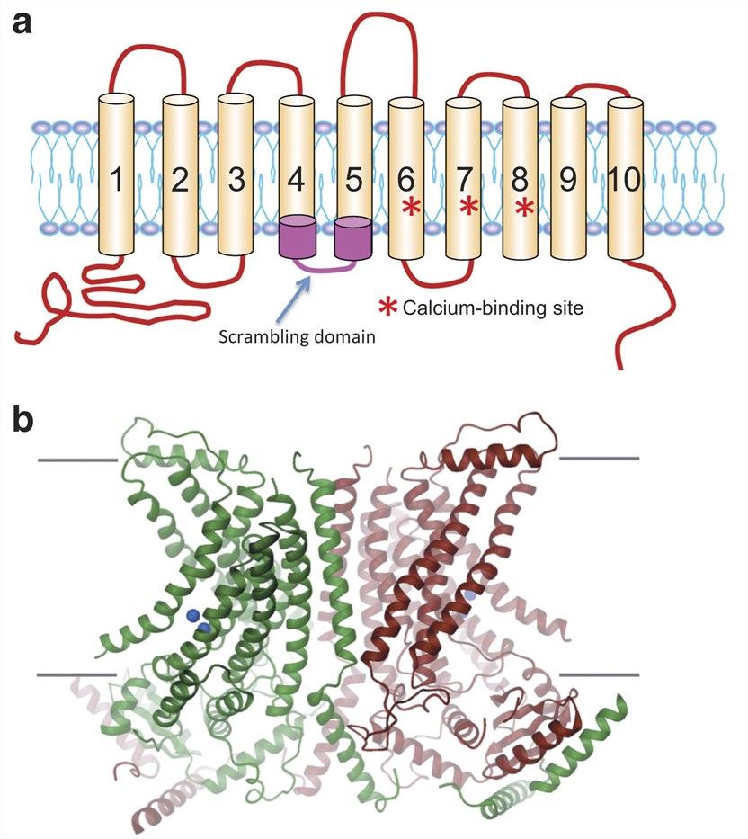 Schematic representation and tertiary structure of ANO5.