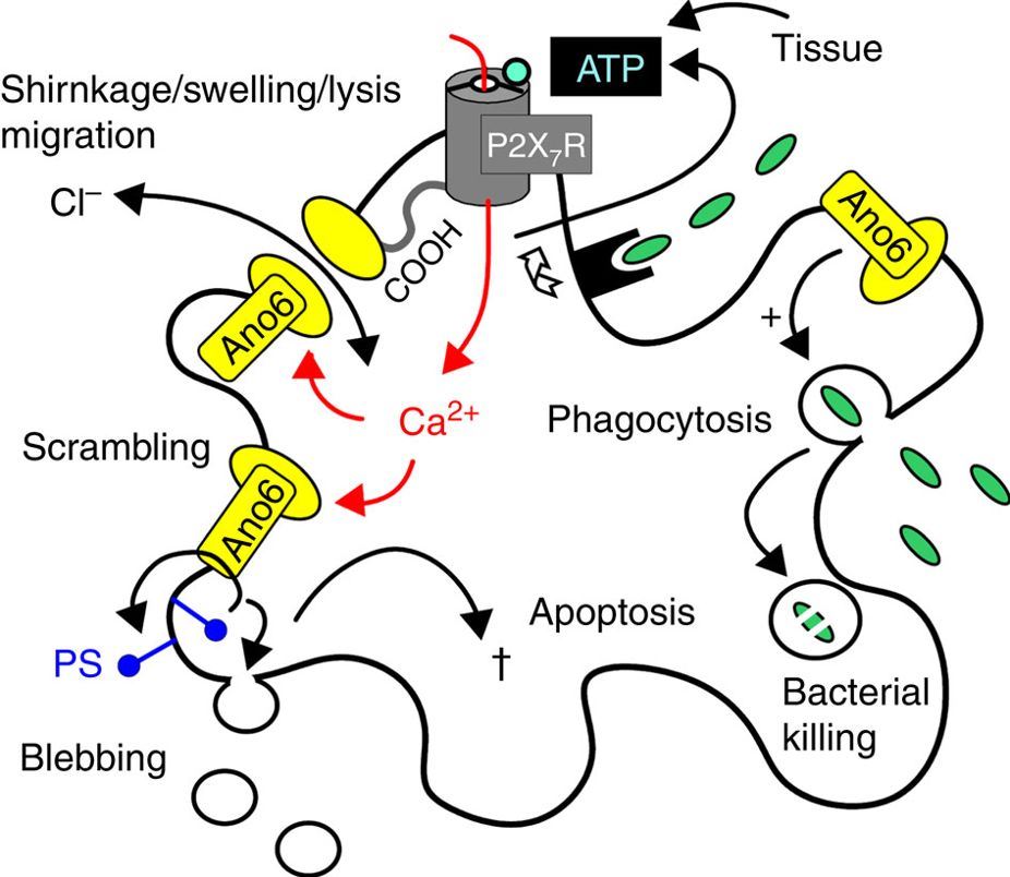 Model for the role of ANO6 in macrophages