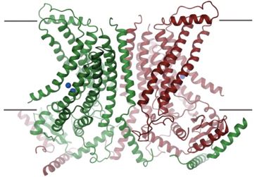 Proposed structure of ANO7 membrane protein 