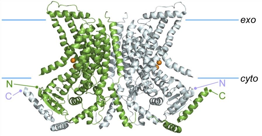Possible structure of ANO8 membrane protein