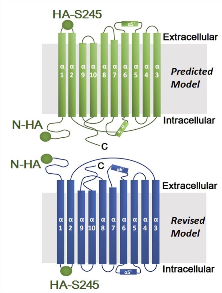 The predicted and revised model of ANO9 membrane protein