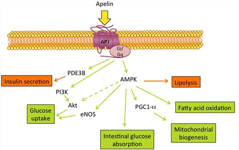 Metabolic effects of APLN and its main signaling targets.