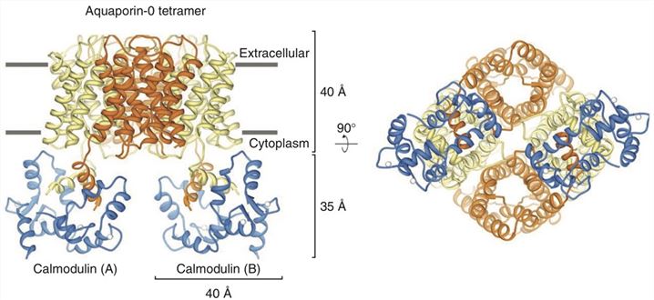 Pseudoatomic model of the AQP0–CaM complex displaying two CaM molecules
