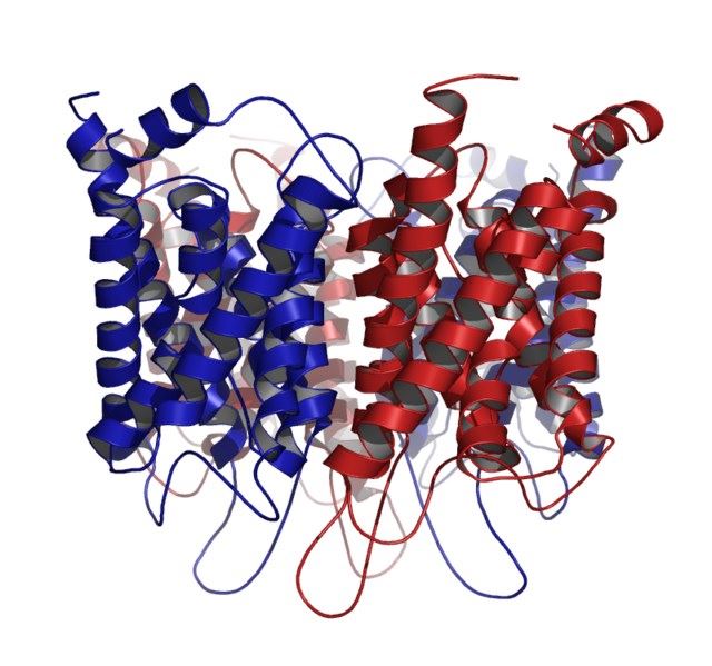 Structure of AQP1 membrane protein.