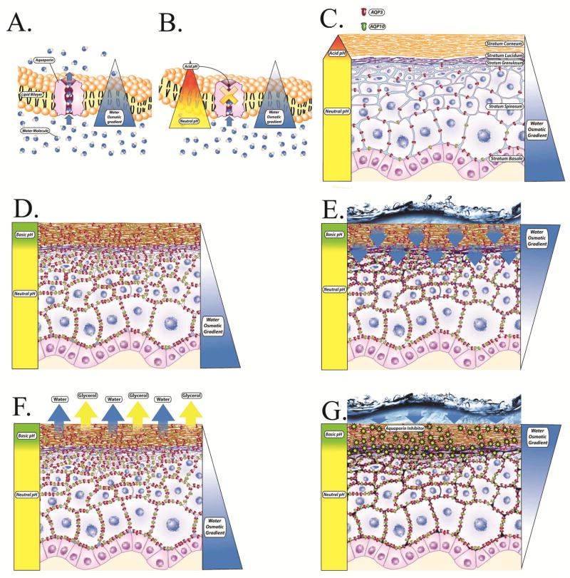AQP10-The water-activated water loss mechanism.