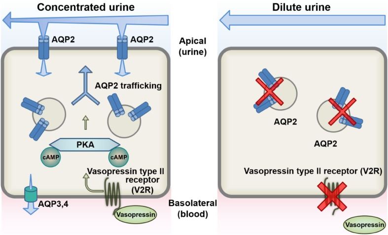 The mechanisms of urine concentration by vasopressin.