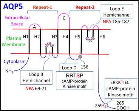 Schematic diagram of mouse AQP5 transmembrane topology.