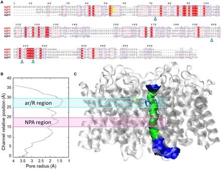 Molecular modeling of AQP8.