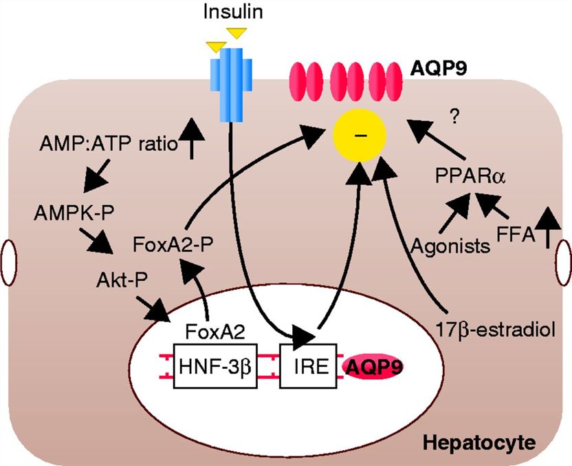 The role of AQP9 in islet secreting cells.