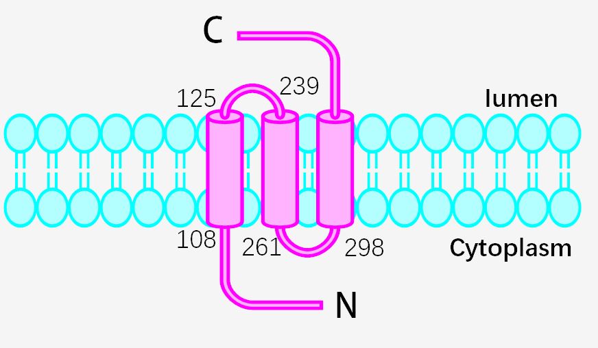 ARV1 Membrane Protein Introduction