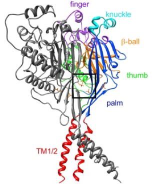 Human ASIC1a was modeled based on the chicken ASIC1 crystal structure.