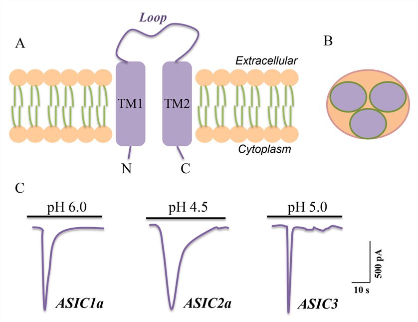 The structure and electrophysiological properties of ASICs.