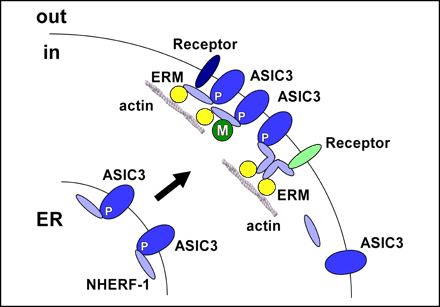 Model of the interaction of NHERF-1 with ASIC3.
