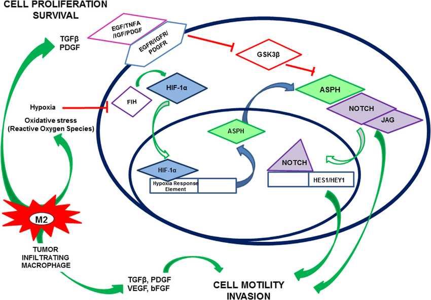 ASPH Membrane Protein Introduction