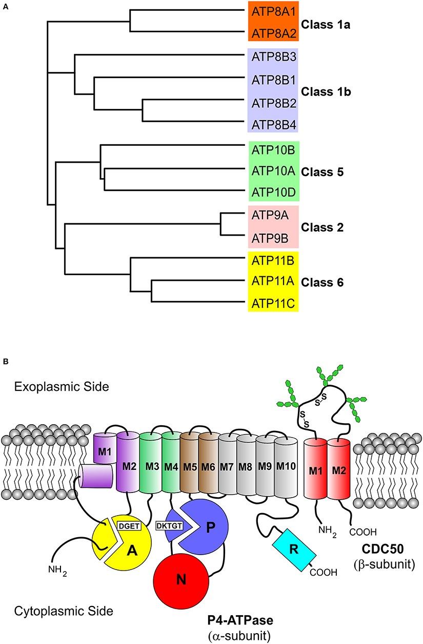 Phylogenetic analysis and membrane topology of P4-ATPases.