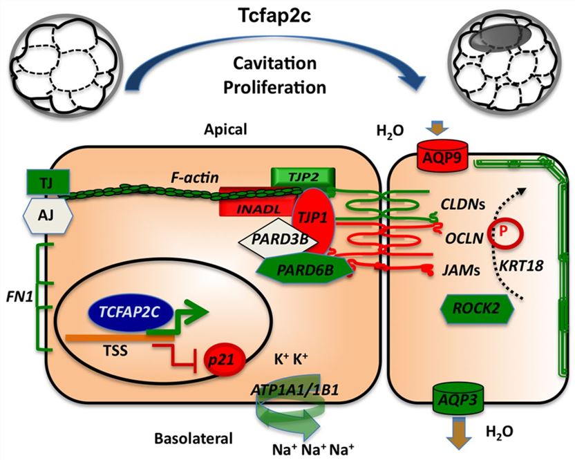 Schematic representation of ATP1B1 playing a role in the exchange of Na+ and K+ ions across the plasma membrane.
