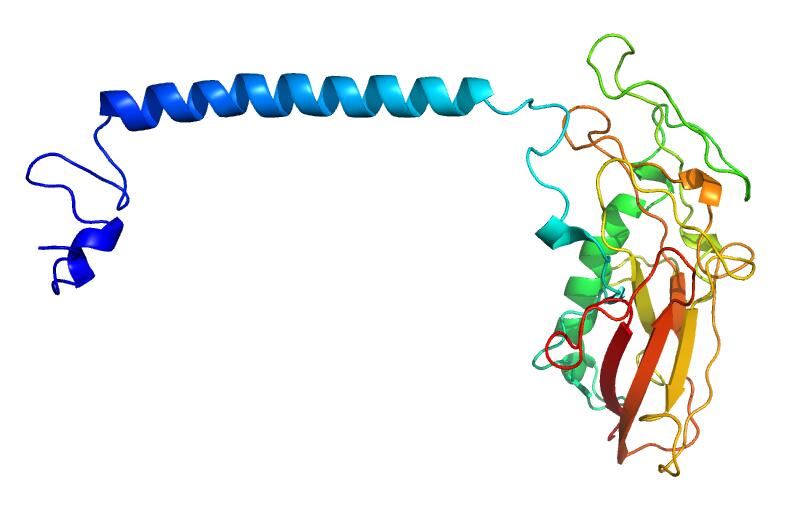 Predicted structure of ATP1B2 structure in ModBase.