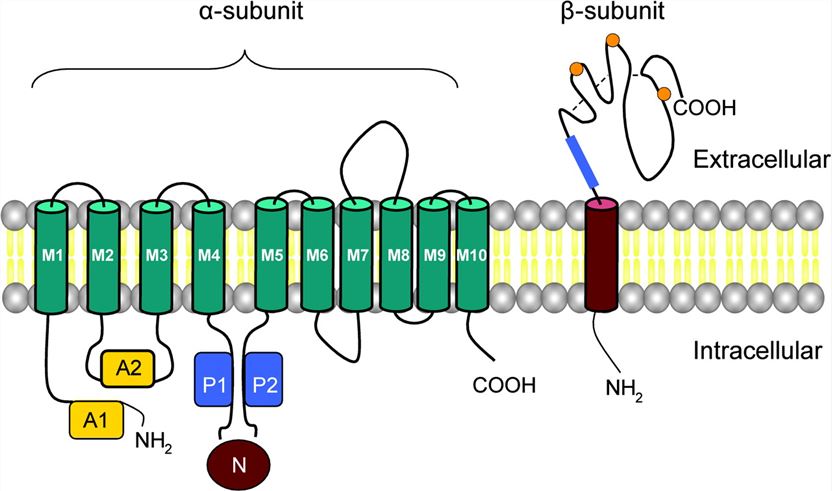 Structure of Na(+)/K(+)-ATPase.