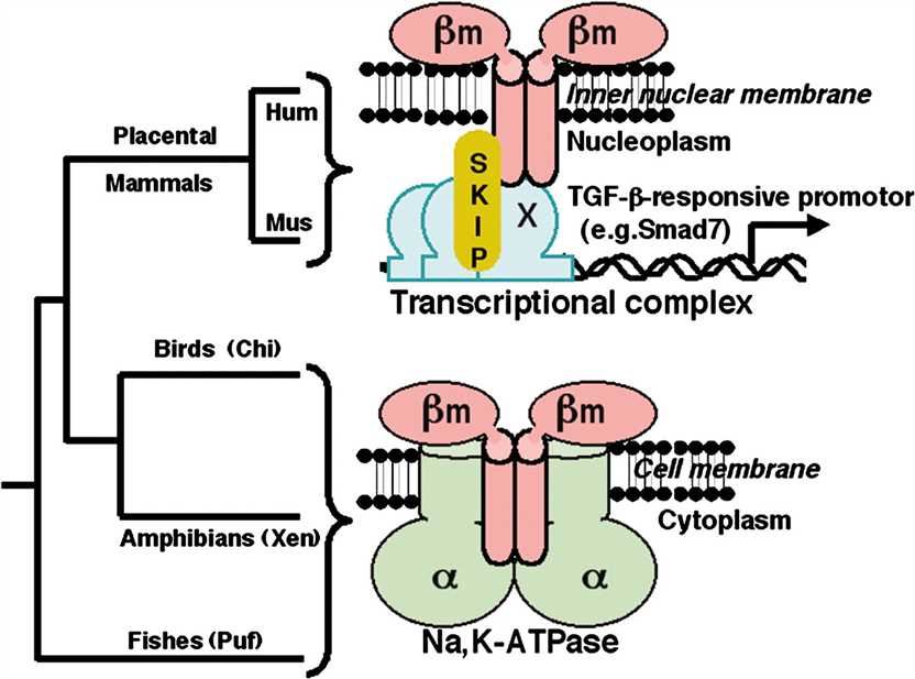 ATP1B4 Membrane Protein Introduction