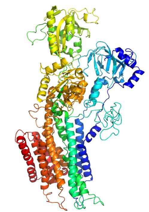 The predicted structure of ATP2B1 from SWISS-MODEL Repository.