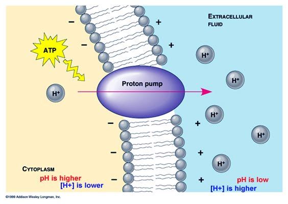 Schematic Representation of proton pump mediating acidification of eukaryotic intracellular organelles.