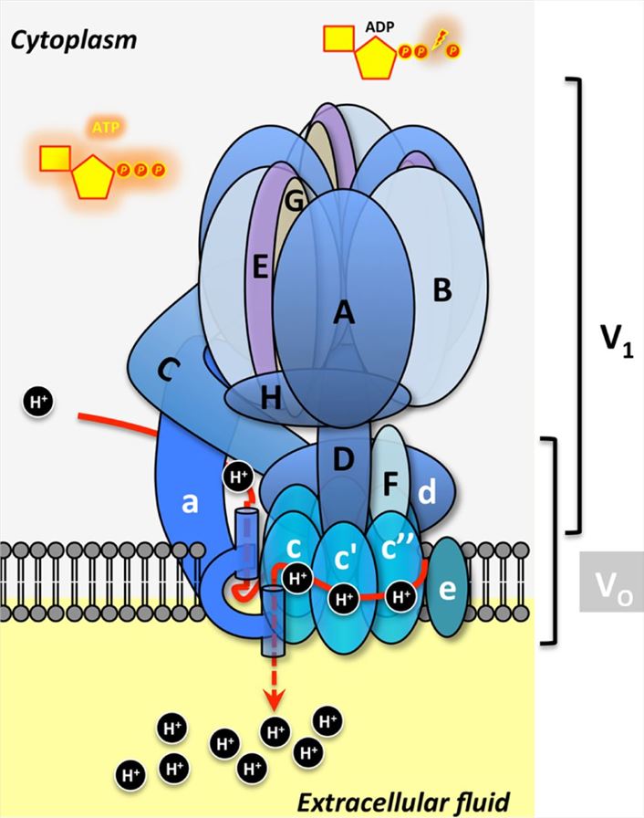 V-type proton ATPase subunit composition and structure.