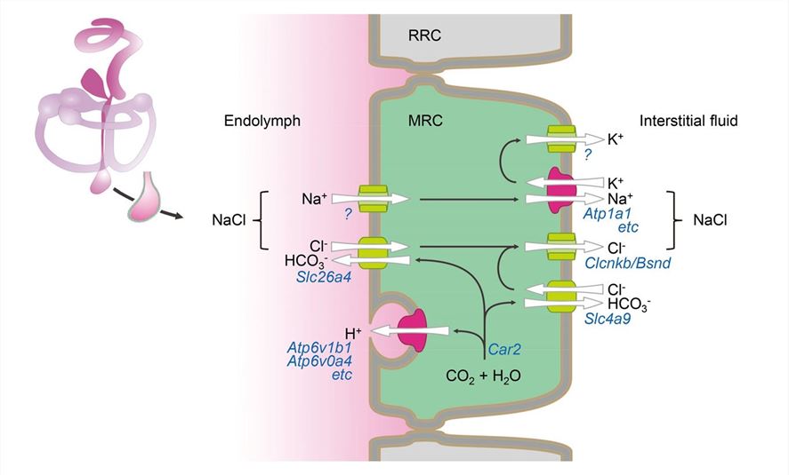Schematic representation of the role of ATP6V0A4 in mitochondria-rich cells.