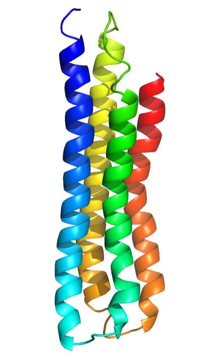 The predicted structure of ATP6V0C.