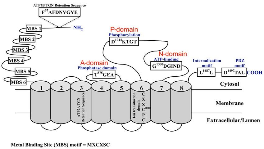Schematic diagram of the copper-ATPases, ATP7A.