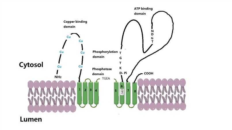 Schematic representation of ATP7B structure in the cell membrane.