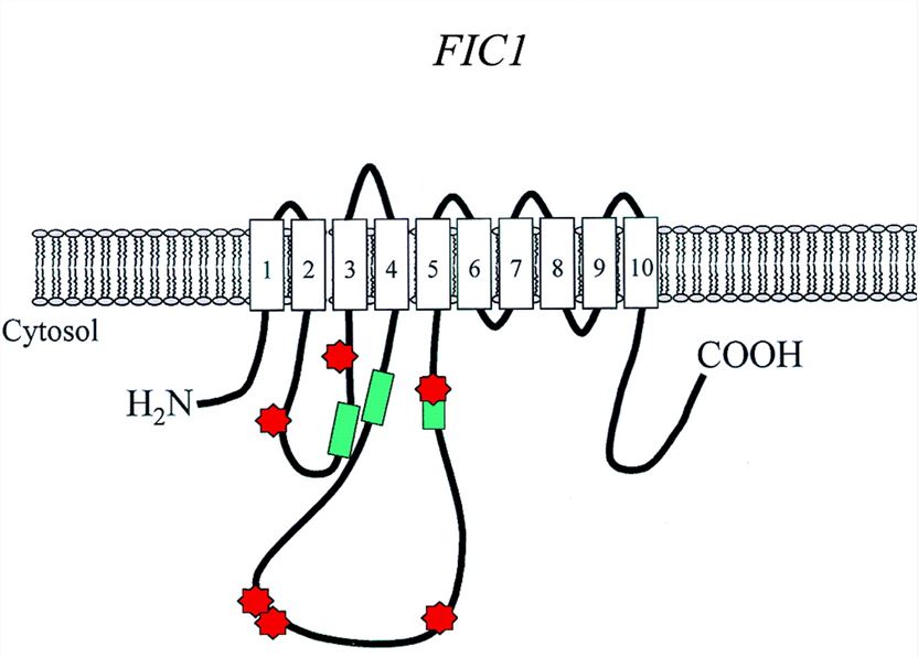 Schematic representation of ATP8B1 structure.