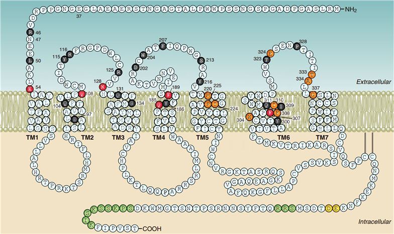 AVPR1A Membrane Protein Introduction