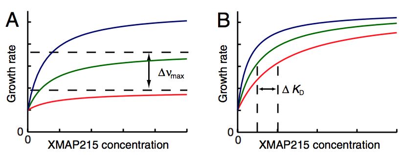 Figure 3. The affinity analysis of XMAP215 polymerization 