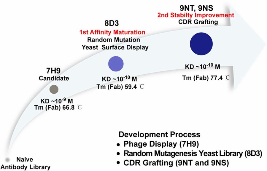 Affinity optimization diagram of anti-IL-17A antibody.