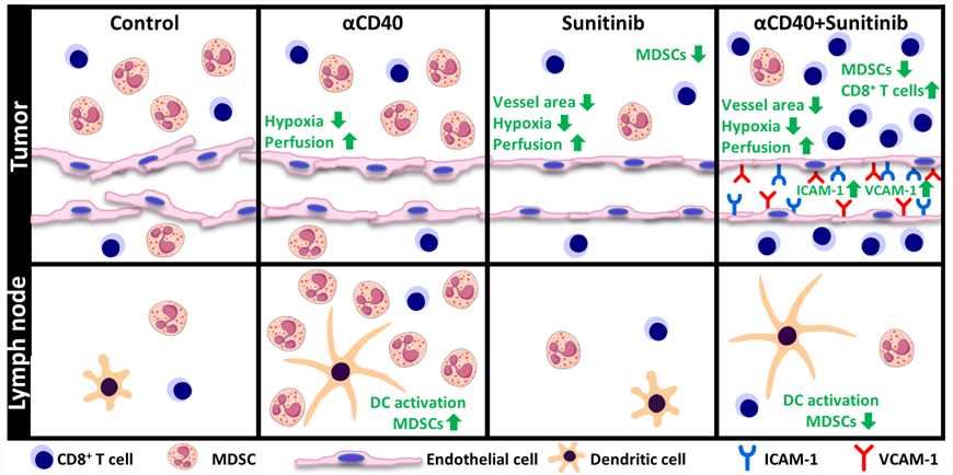 Schematic representation of the combined effects of agonistic anti-CD40 mAb treatment and sunitinib or individual monotherapies in the tumor and tumor-draining lymph node.