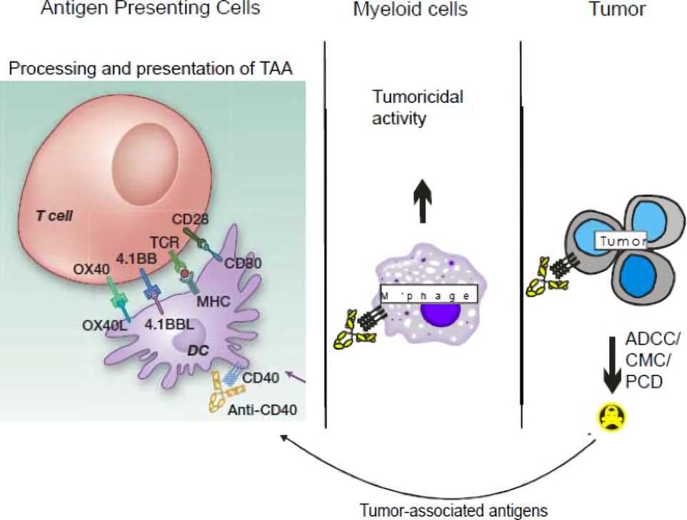 Potential mechanisms of action of agonistic CD40 mAb on various immune effectors.