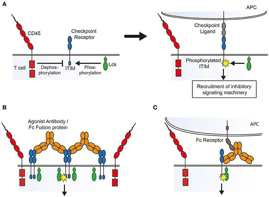 Possible mechanisms of action of agonist agents, based on the kinetic-segregation model of receptor signaling.