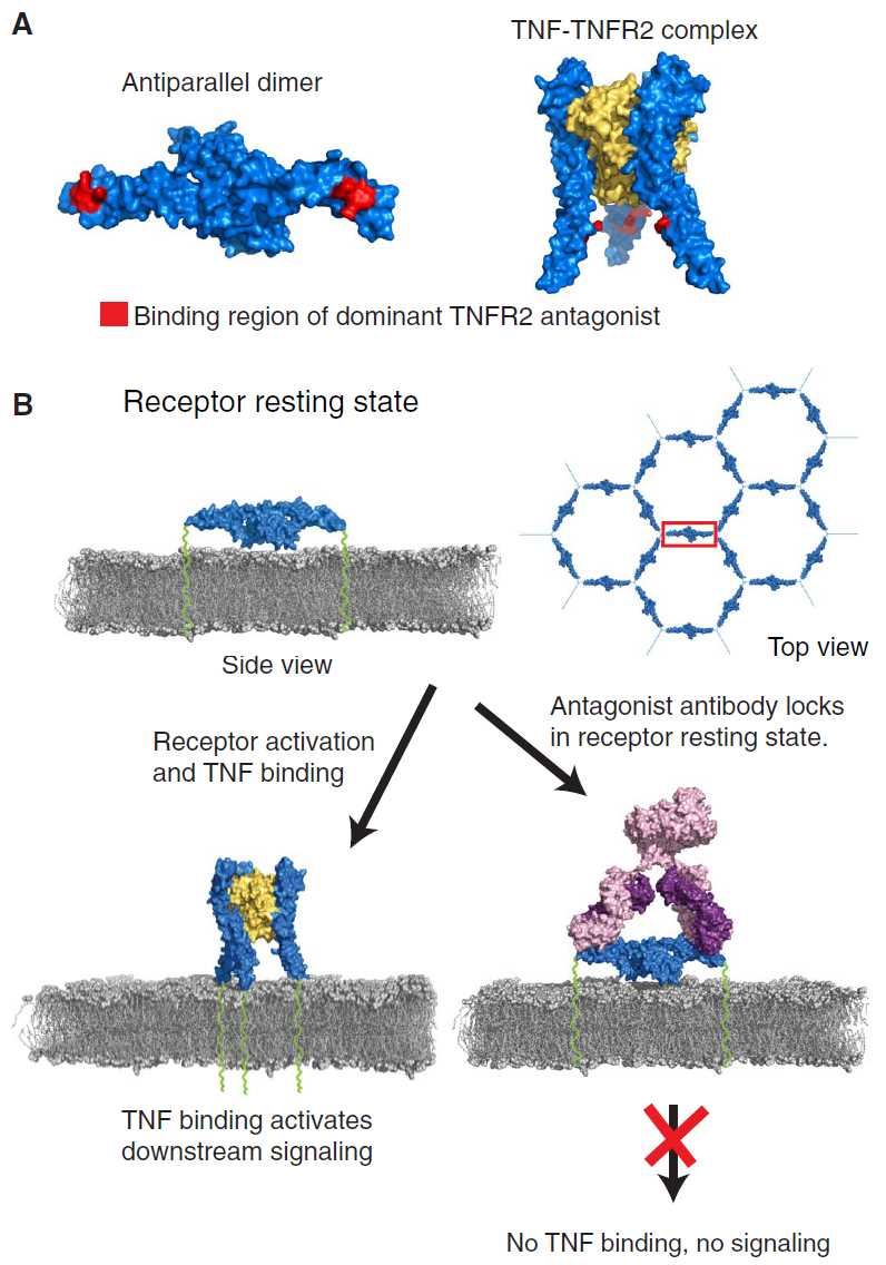 TNFR2 conformational epitopes of dominant TNFR2 antagonists.