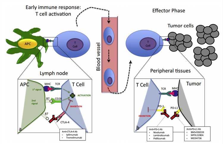 Targeting immune checkpoints with CTLA-4 and PD-1 blocking antibodies in cancer immunotherapy.