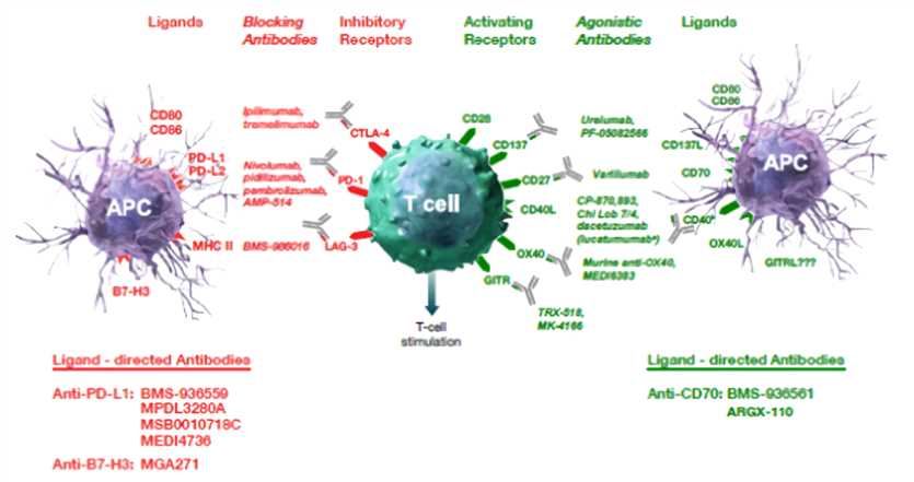 The immune checkpoint modulators (including antagonistic and agonistic antibodies).