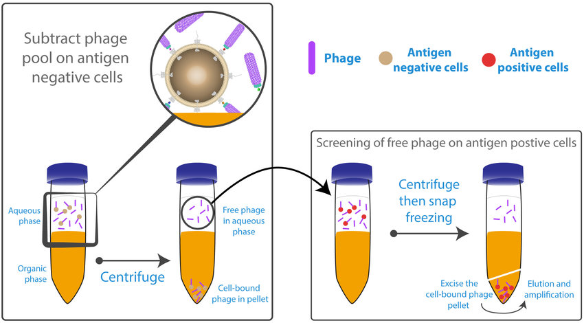 Anti-Cell-Based Target Antibody Discovery from Premade Phage Displayed Antibody Library