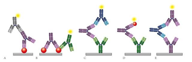 青色・緑色の抗ID完全免疫グロブリン、赤色の薬物標的、紫色の薬物、灰色の抗Fc抗体、黄色のHRP。(A)PKアッセイフォーマット1:抗原捕捉アッセイ; (B)PKアッセイフォーマット2:複合体特異的抗体を用いた抗原捕捉アッセイ; (C)PKアッセイフォーマット3:抗イディオタイプ抗体架橋アッセイ; (D)PKアッセイフォーマット4:抗イディオタイプ抗体-抗原架橋アッセイ; (E)IRアッセイ:抗イディオタイプ抗体架橋アッセイ