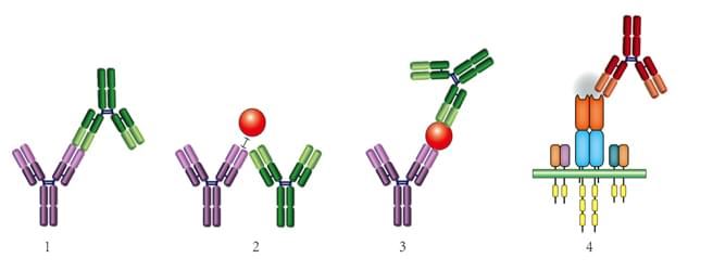 4種類の抗イディオタイプ抗体
