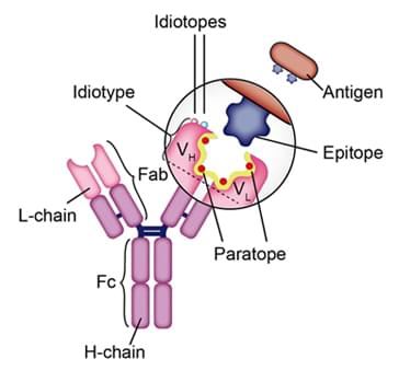 イディオタイプ、イディオトープ、パラトープ、L鎖、H鎖、エピトープ、抗原