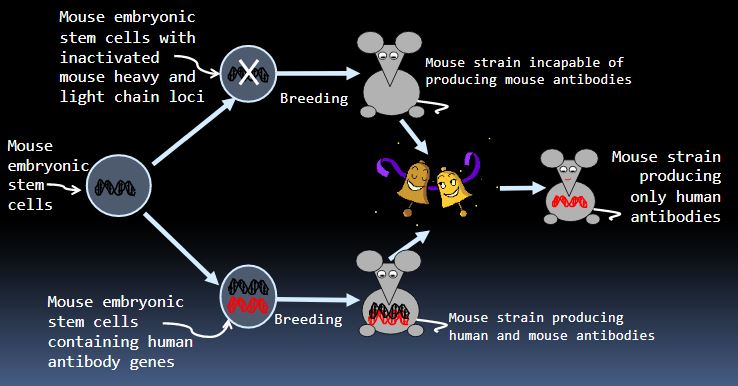Anti-Membrane Protein Antibody Discovery Using Humanized Transgenic Mice