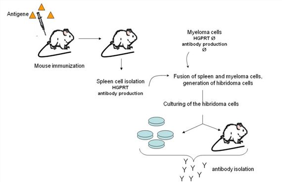Anti-Membrane Protein Antibody Discovery Using Mouse Hybridoma