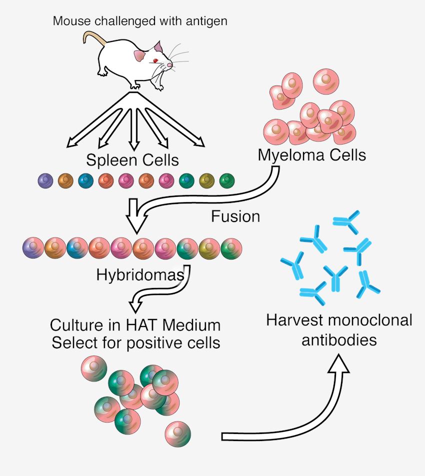 Antibody discovery using mouse hybridoma