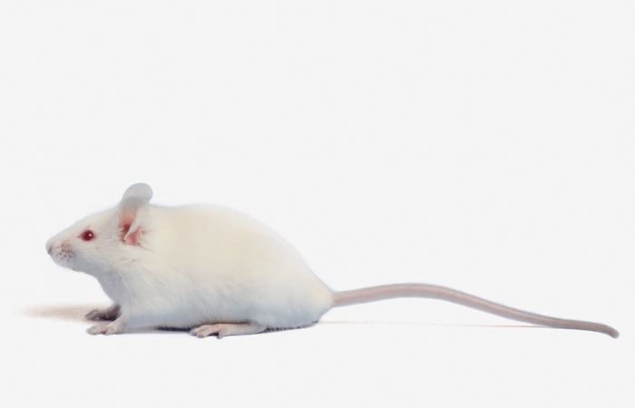 Anti-Membrane Protein Antibody Discovery Using Mouse Phage Display Immune Library