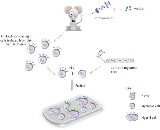 Anti-Membrane Protein Antibody Discovery Using Rat Hybridoma